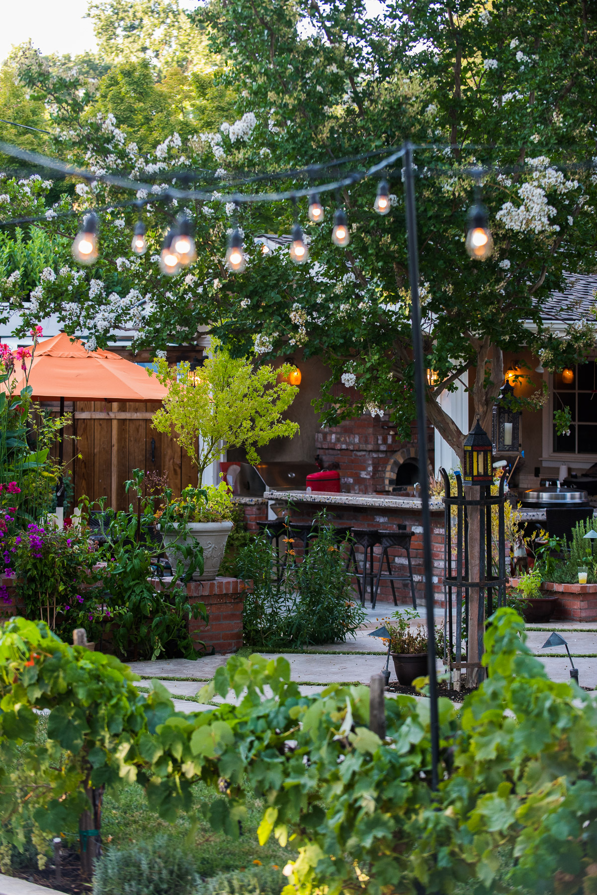 Vibrant daylight view of vineyard trellises framing patio