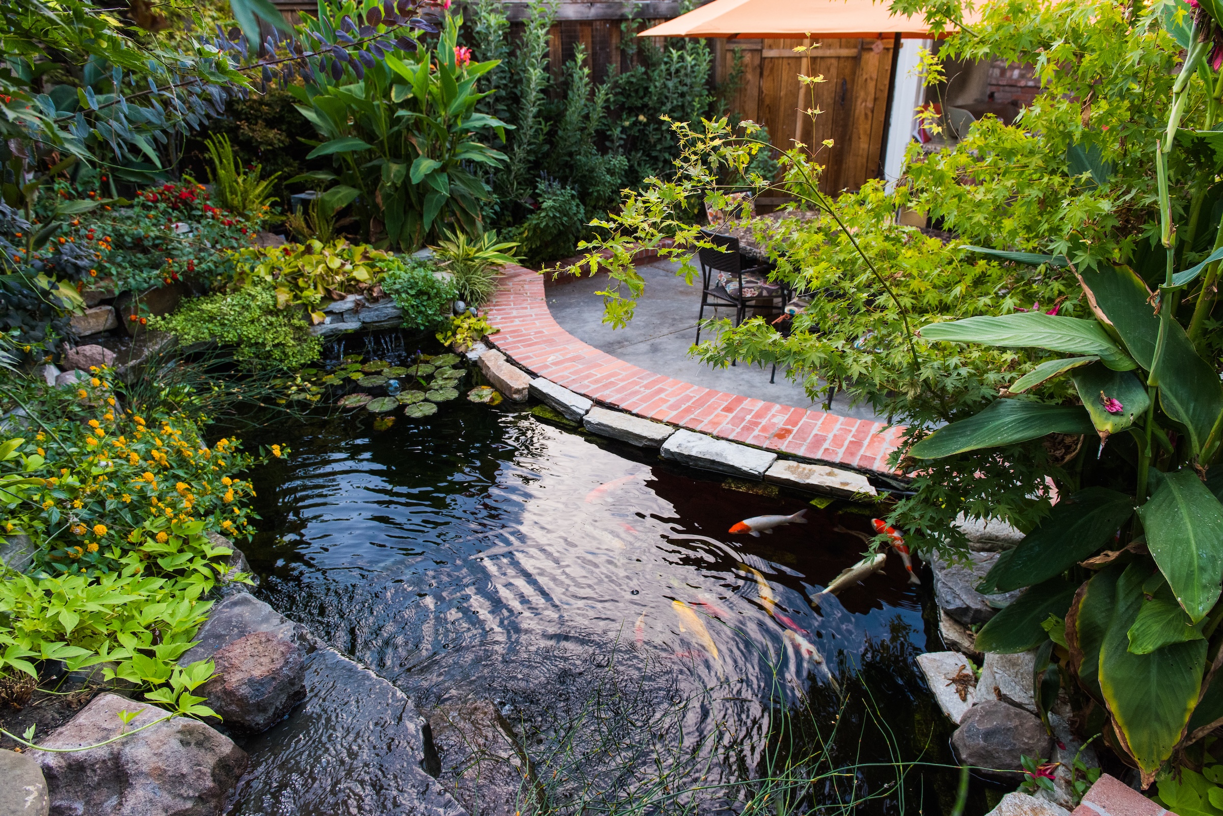 Lush daylight overview of artisan koi pond